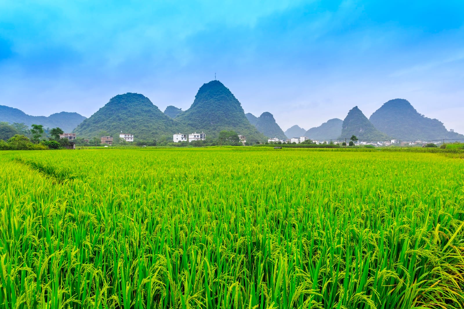 ต้นกล้าสมาร์ทฟาร์ม Tonkla Smartfarm green field บทบาทของภาครัฐและเอกชนในการสนับสนุนการเกษตร