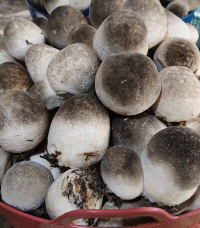 เห็ดฟาง เก็บสดทุกวัน