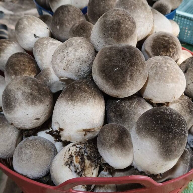เห็ดฟาง เก็บสดทุกวัน