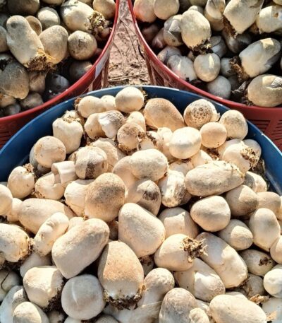 เห็ดฟาง เก็บสดทุกวัน