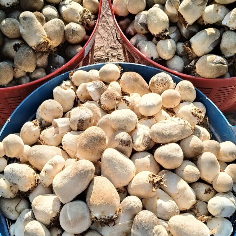 เห็ดฟาง เก็บสดทุกวัน