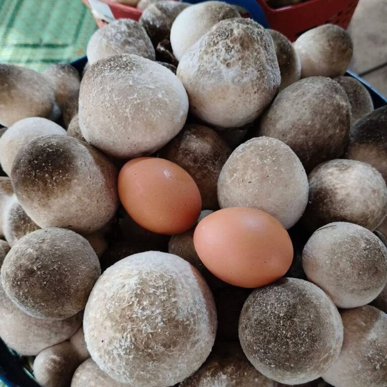 เห็ดฟาง เก็บสดทุกวัน